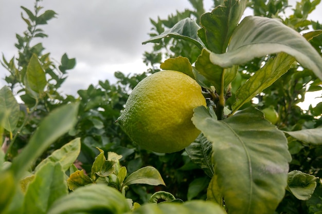 A young green lemon grows on a branch Fresh fruits Citrus lemon gardens Lemon Tree