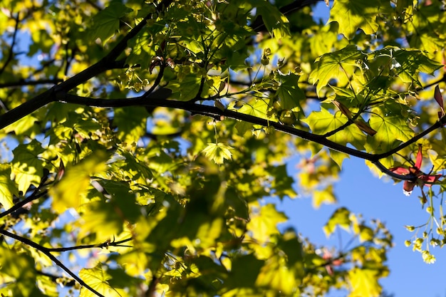 Young green maple foliage in spring sunny weather in the park in spring with maple trees