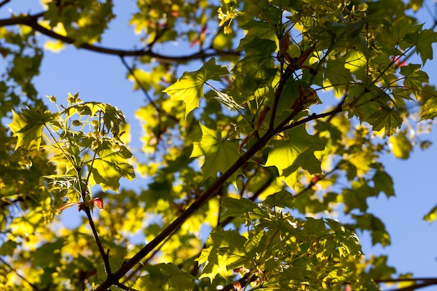 Young green maple foliage in spring sunny weather in the park in spring with maple trees