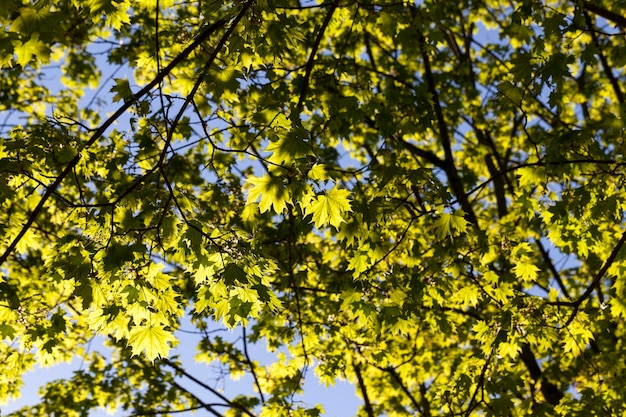 Young green maple foliage in spring