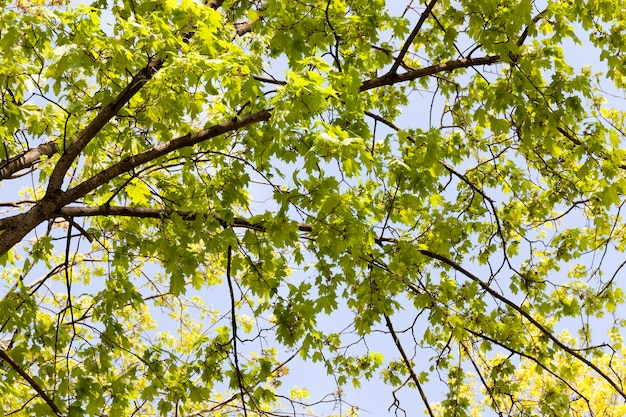 Young green maple leaves in a place with beautiful buds in the spring season, outdoor recreation and observation