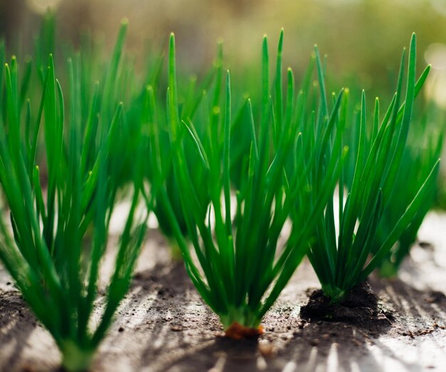 Young green onions in the garden Onions planted in rows Growing vegetables in rural areas Care and treatment of plants Harvesting