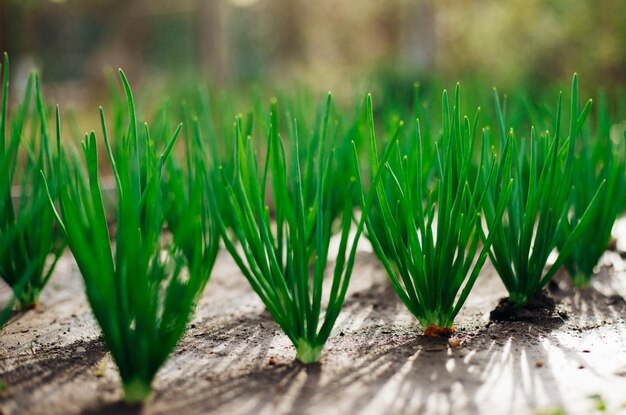 Young green onions in the garden Onions planted in rows Growing vegetables in rural areas Care and treatment of plants Harvesting