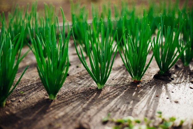 Young green onions in the garden Onions planted in rows Growing vegetables in rural areas Care and treatment of plants Harvesting