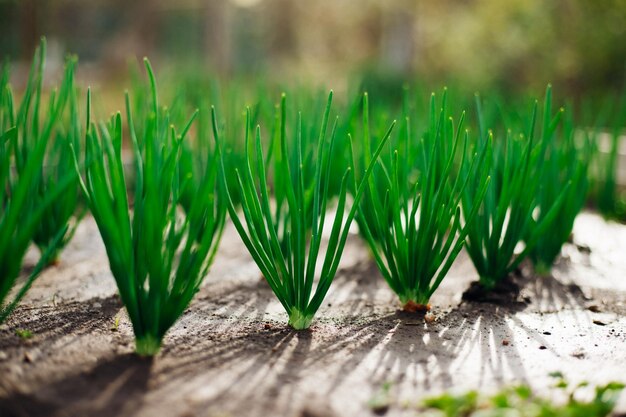 Photo young green onions in the garden onions planted in rows growing vegetables in rural areas care and treatment of plants harvesting