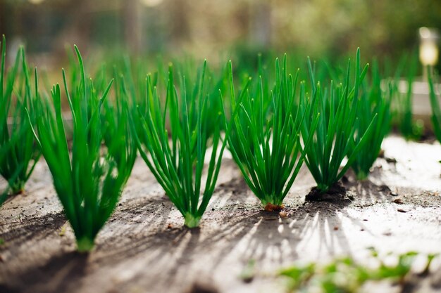 Photo young green onions in the garden onions planted in rows growing vegetables in rural areas