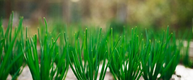 Young green onions in the garden Onions planted in rows Growing vegetables in rural areas