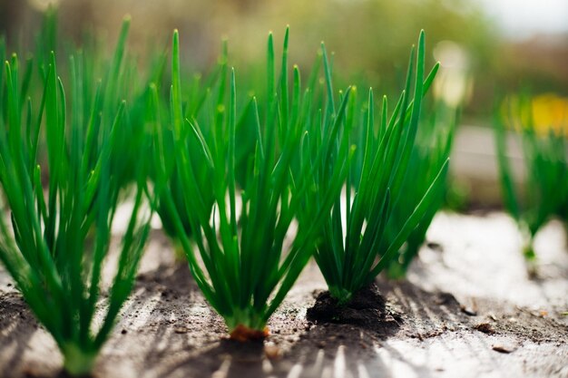 Photo young green onions in the garden onions planted in rows growing vegetables in rural areas