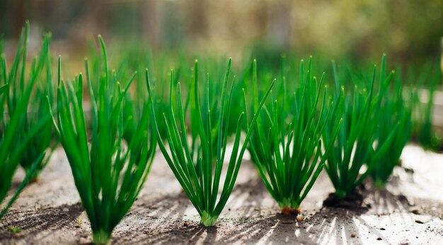 Young green onions in the garden Onions planted in rows Growing vegetables in rural areas