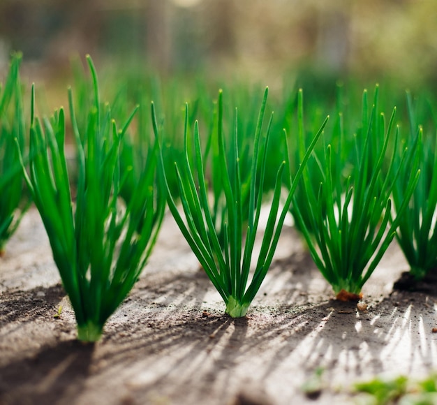 Photo young green onions in the garden onions planted in rows growing vegetables in rural areas