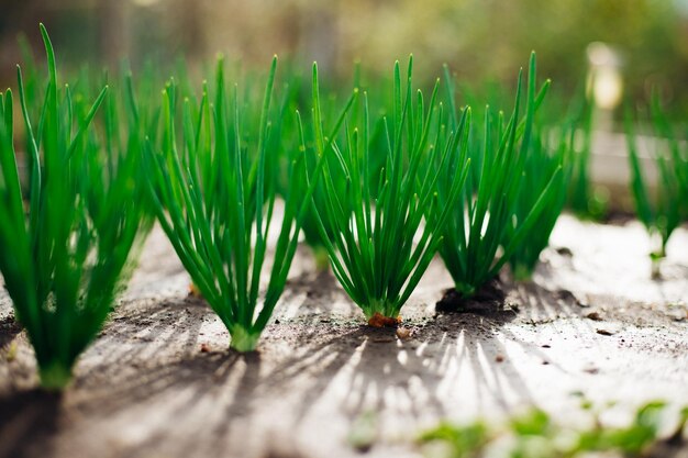 Photo young green onions in the garden onions planted in rows growing vegetables in rural areas