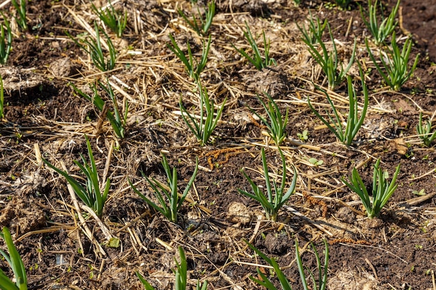 Young green onions growing on garden bed growing vegetables for a healthy diet