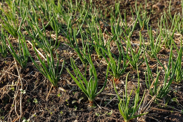 Young green onions growing on garden bed growing vegetables for a healthy diet