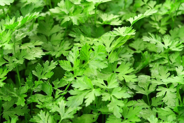 young green parsley grows on a bed on a vegetable farm growing greens concept