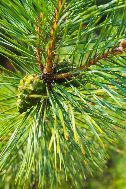 Young green pine cone on the branch