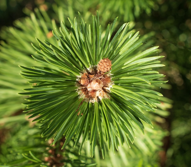 Young green pine shoot top view close up