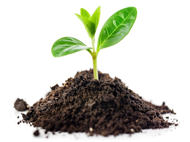 Young Green Plant Growing from Soil Isolated on White Background