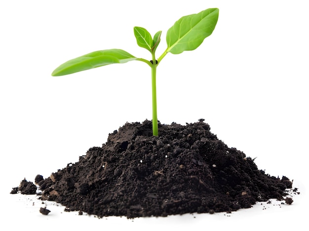 Young Green Plant Growing from Soil Isolated on White Background