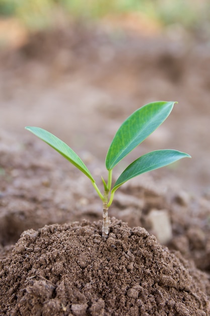 Young green plant growing in soil background.