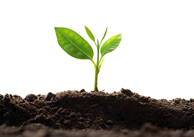 Young green plant in soil isolated on white background clipping path included