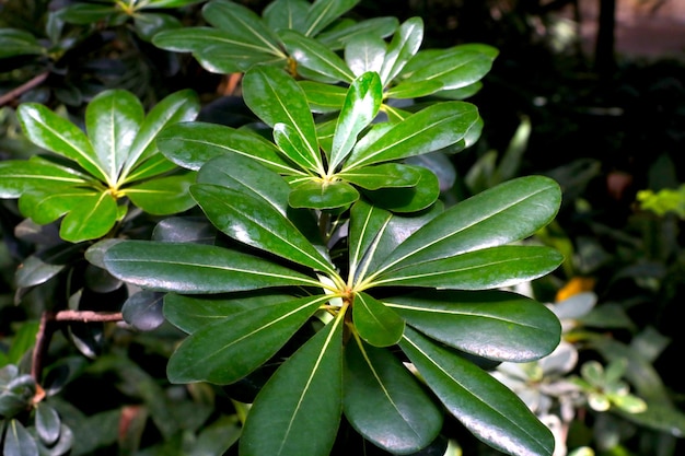 Young green plants grow in the tropical forest greenery background