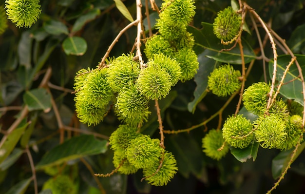 Young green rambutan fruits Nephelium lappaceum on the tree