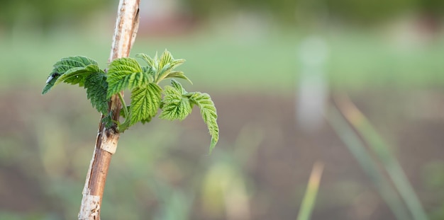 Young green raspberry leaves on a shoot