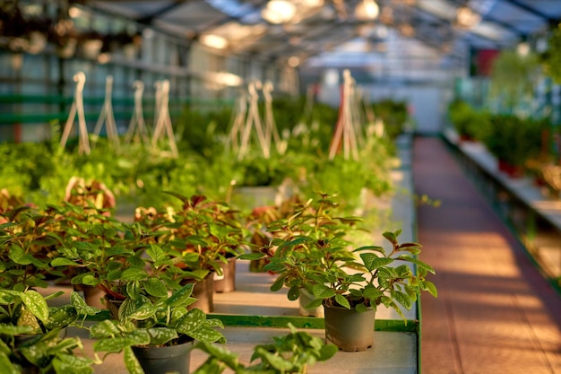 Young green seedlings in pots in greenhouse green plants in pots