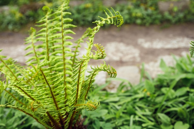 Young green shoots of ferns Polypodiophyta Forest glade Plants in nature Spring season New life Green curls Close up Blurred backgroundStems of coiled ferns