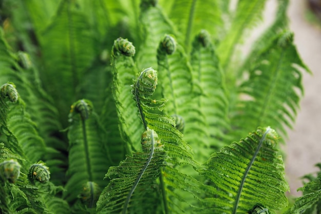 Young green shoots of ferns Polypodiophyta Forest glade Plants in nature Spring season New life Green curls Close up Blurred backgroundStems of coiled ferns