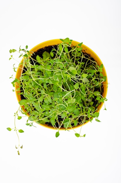 Young green shoots of watercress in yellow pot. Studio Photo