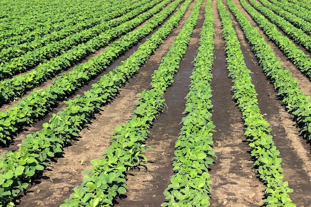 Young green soy plants with large leaves grow in the field.