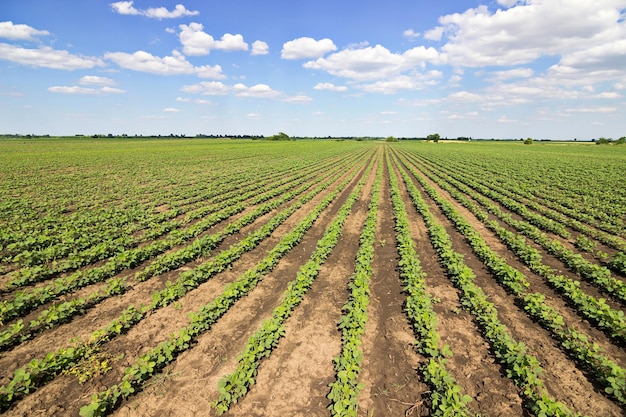 Young green soy plants with large leaves grow in the field.