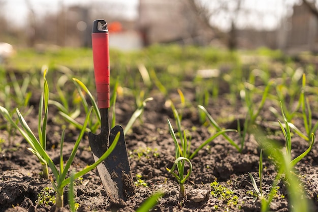 Young green spring shoots of garlic on a sunny day against a background of dark soil