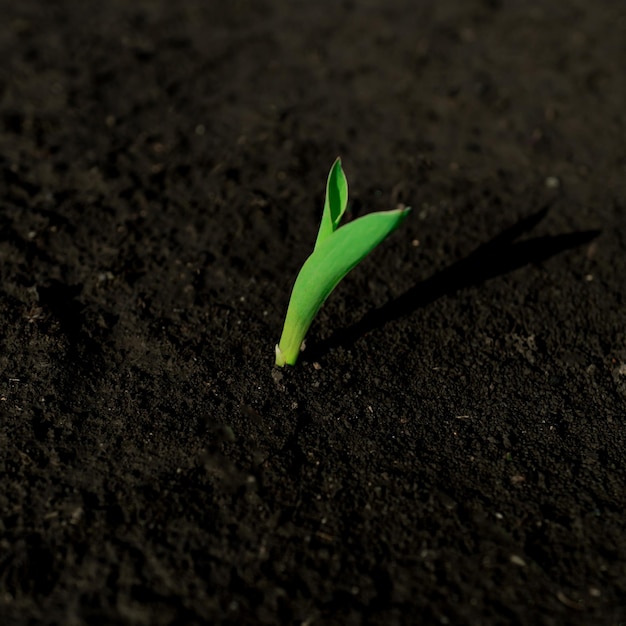 Photo young green sprout of corn germinating from fertile soil