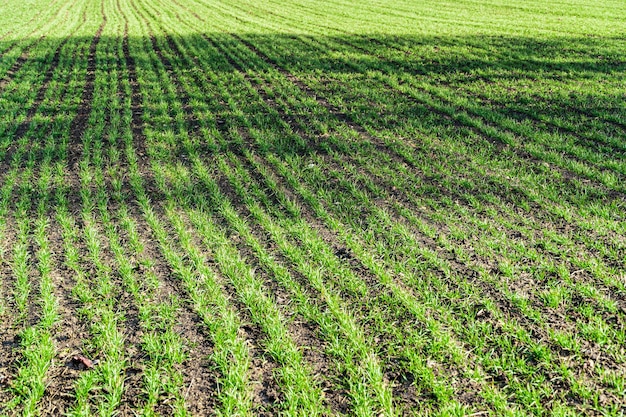 Young green sprouts wheat on the field. Young green sprouts line.