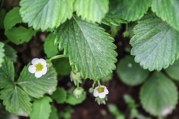 Young green strawberry leaves in the garden in nature as a background