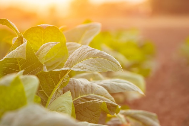 Young green tobacco plant in field at Sukhothai province northern of Thailand