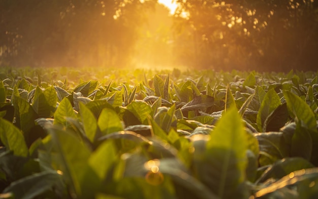 Young green tobacco plant in field at Sukhothai province northern of Thailand