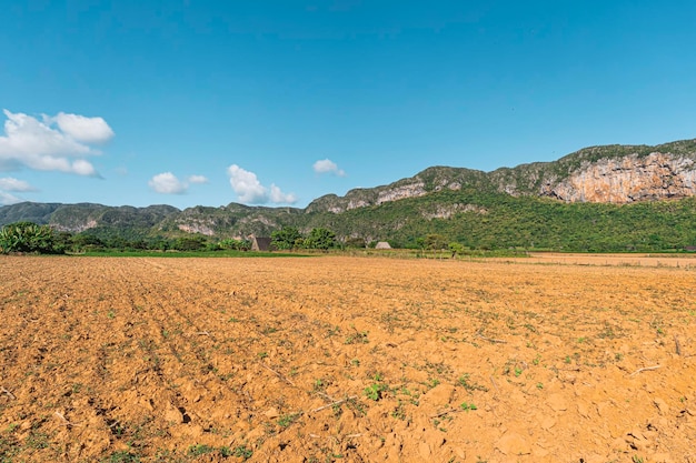 Young green tobacco shoots on red soil in the garden Lines of green tobacco plants on field empty field after harvest