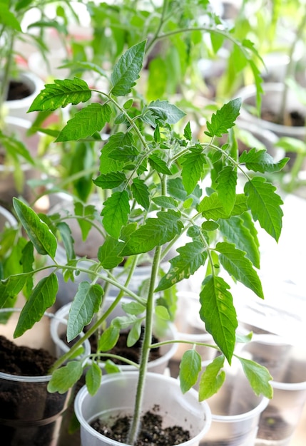 Young green tomato seedling in seedling tray on windowsill Effective growing