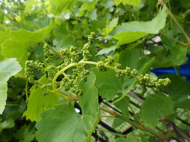 Young green unripe grapes Grapevine with baby grapes branche