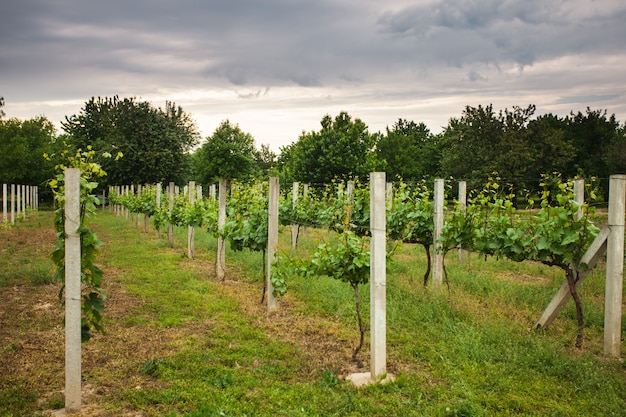 Young green vineyard rows in the spring