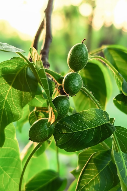 a young green walnut grows on a walnut tree in the garden. cultivation of walnuts concept