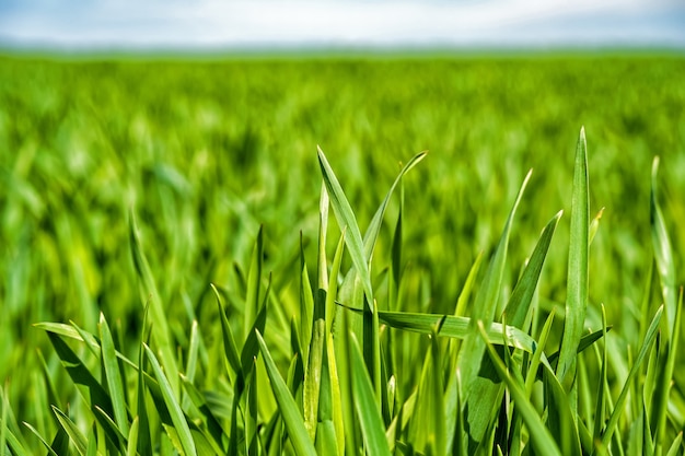 Young, green wheat in a field in early spring.