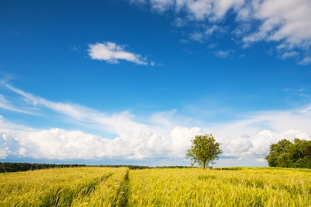 Young green wheat field on a sunny cloudy day