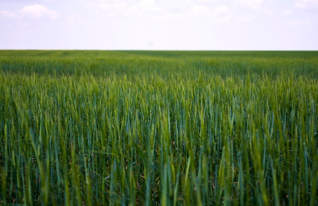 young green wheat grows in the field Rows with sprouts of wheat Concept until Earth Day