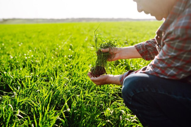 Young Green wheat seedlings in the hands of a farmer Checking wheat field progress