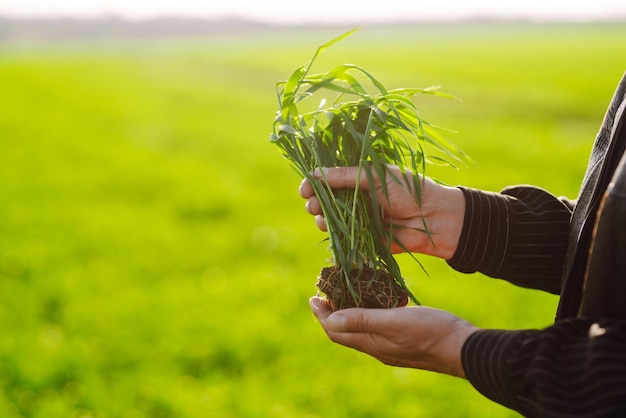 Photo young green wheat seedlings in the hands of a farmer ripening ears of wheat field