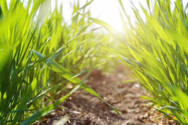 Young green wheat under spring sunlight, close-up